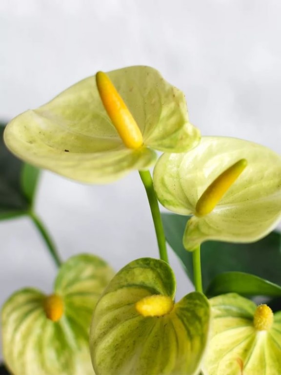 Антуриум желтый фото Антуриум желтый фото