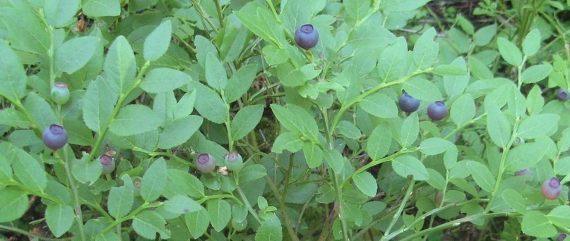 Листья черники фото Листья черники фото