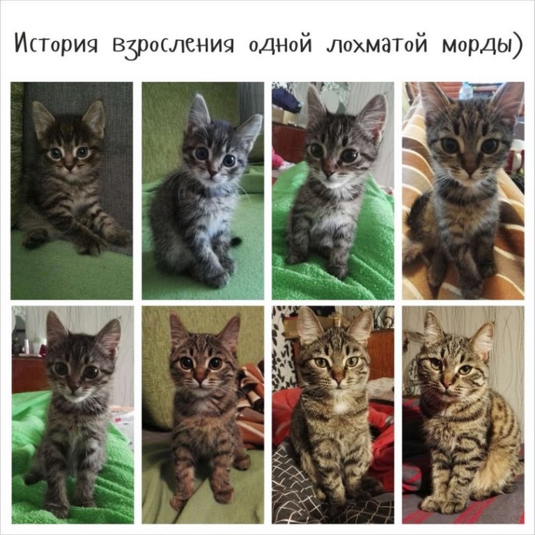 Кошка по месяцам фото Кошка по месяцам фото