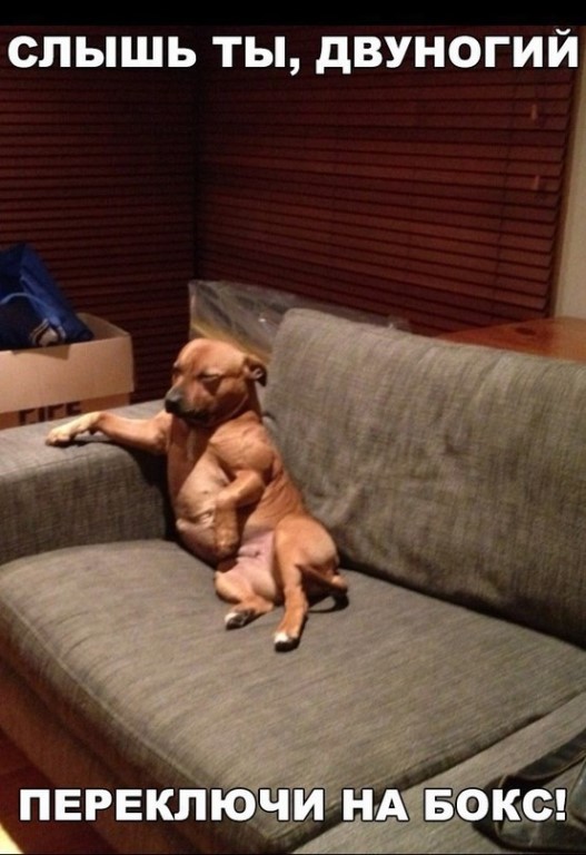 Диван прикол фото Диван прикол фото