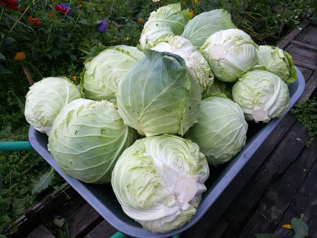 Капуста на зиму фото Капуста на зиму фото