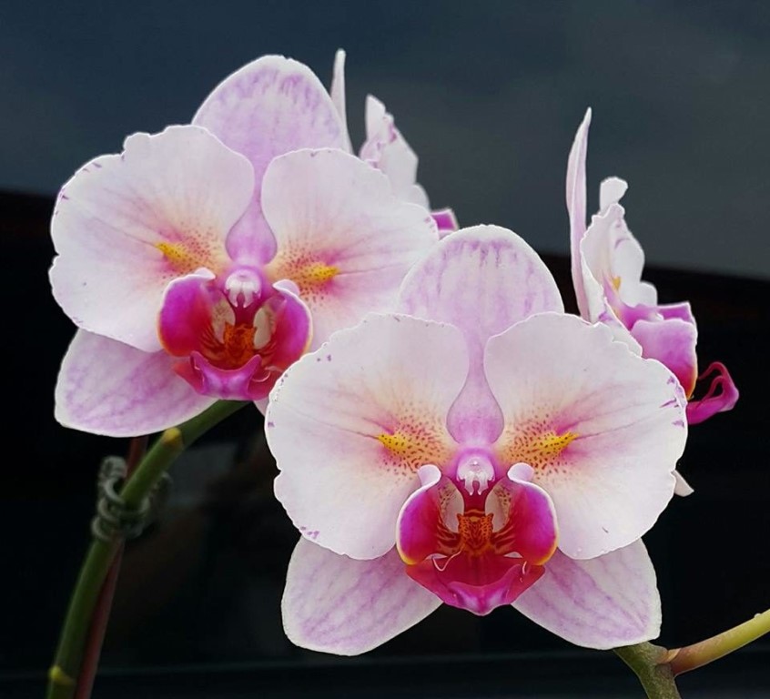 Орхидея моушен описание фото Орхидея моушен описание фото