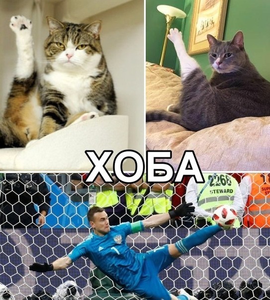 Мем хоба с котом Мем хоба с котом