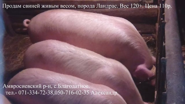 Продажа свиноматок республика адыгея фото цены Продажа свиноматок республика адыгея фото цены
