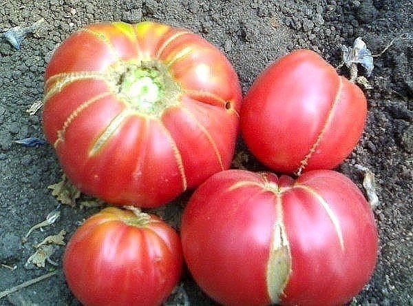 Сорт томата бабушкин секрет фото Сорт томата бабушкин секрет фото