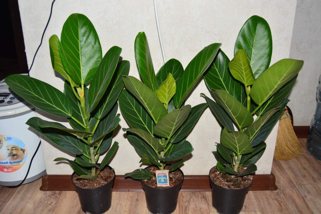 Комнатные цветы с фото на авито Комнатные цветы с фото на авито