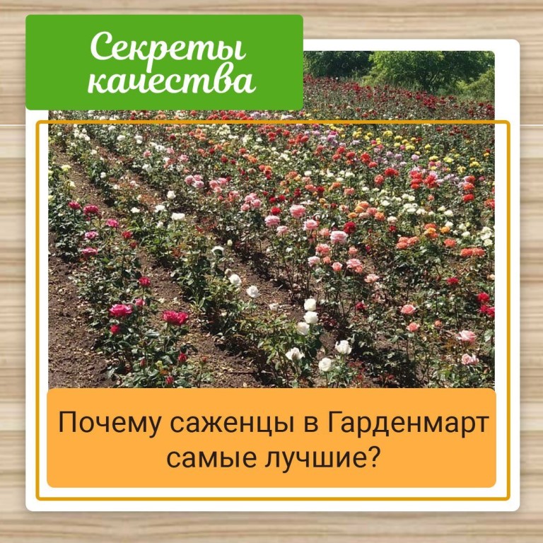 Отзывы О Гарденмарт Энгельс Интернет Магазине