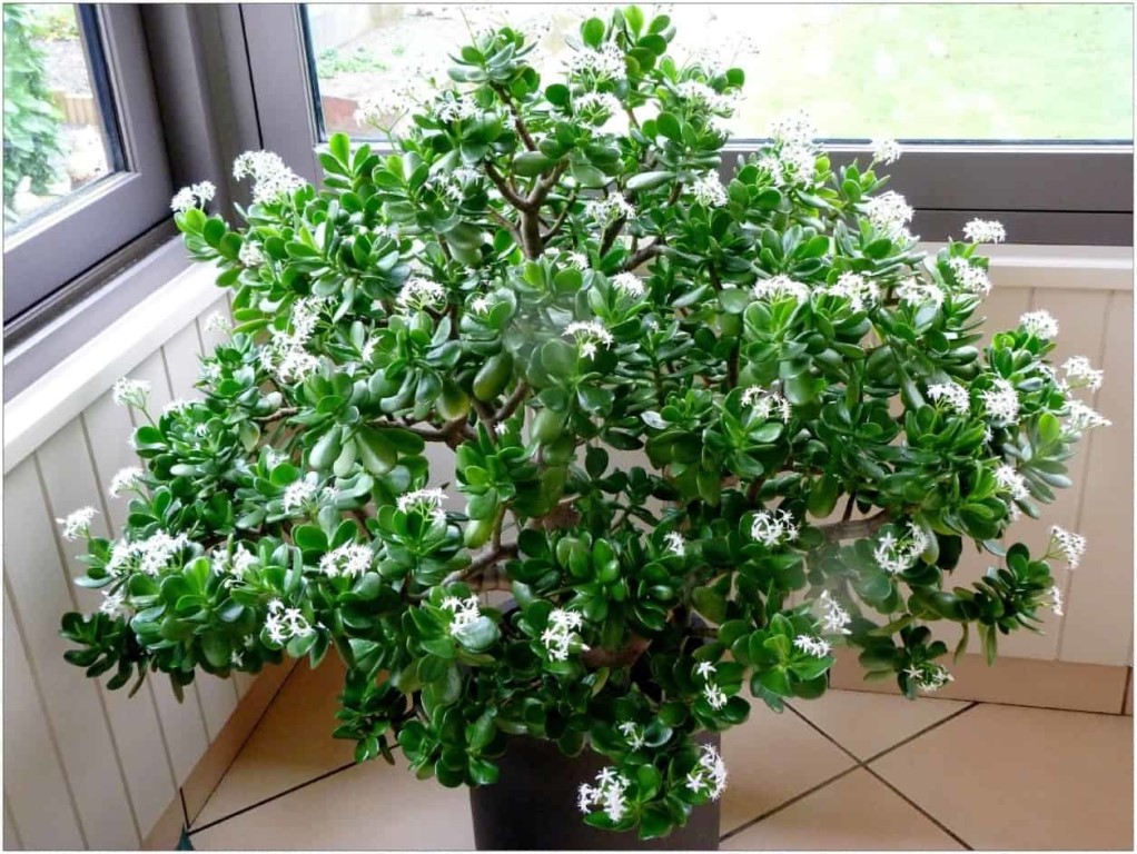 Дерево комнатное растение фото Дерево комнатное растение фото