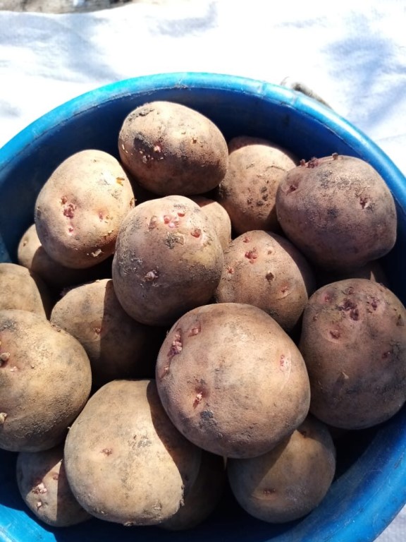 Картофель рассыпчатый фото Картофель рассыпчатый фото