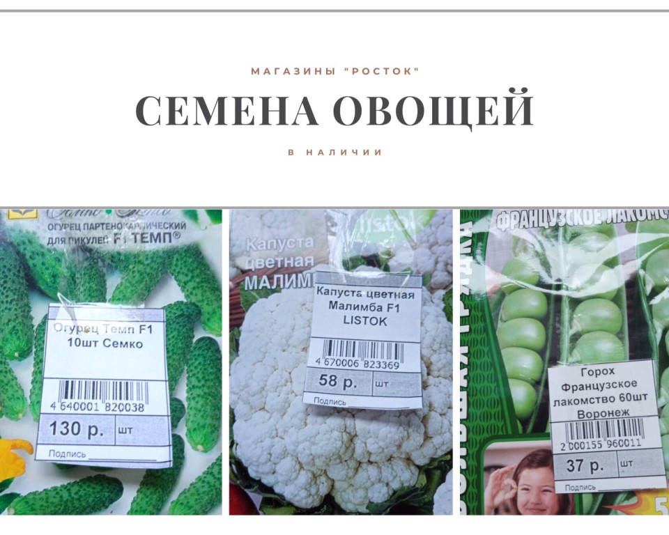 Магазин Росток Иваново Официальный Сайт