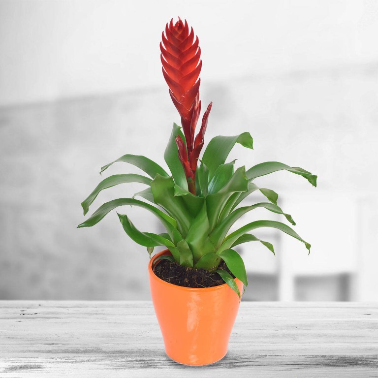 Вриезия фото уход в домашних Вриезия фото уход в домашних