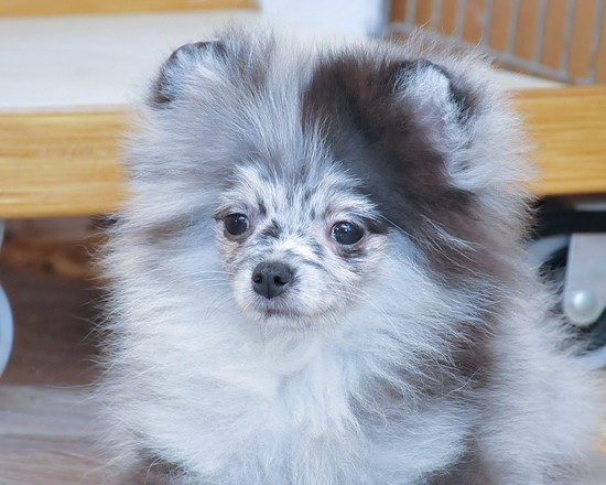 Мерле шпиц фото Мерле шпиц фото